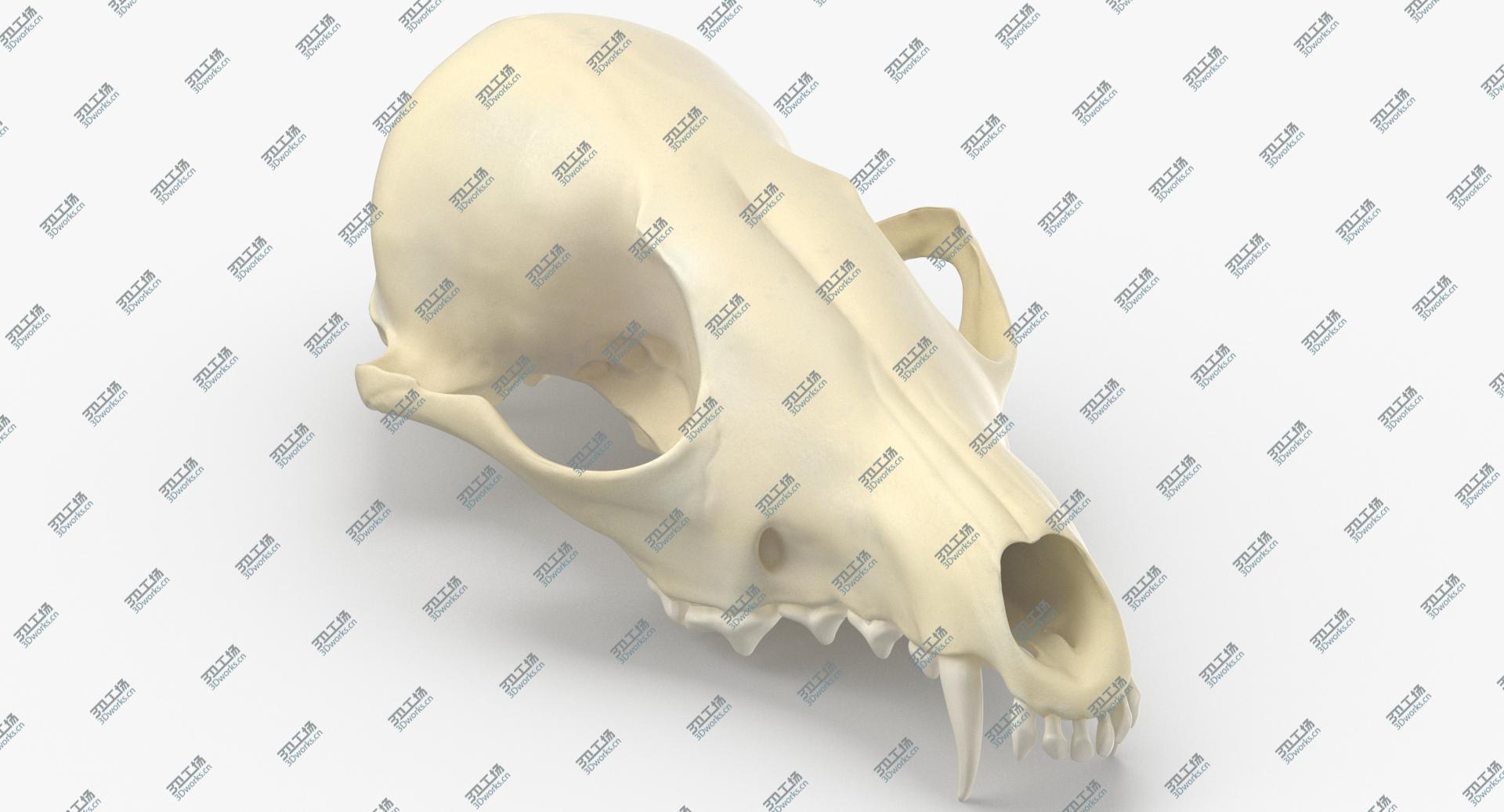 images/goods_img/2021040231/Real Red Fox Skull 01 3D/1.jpg